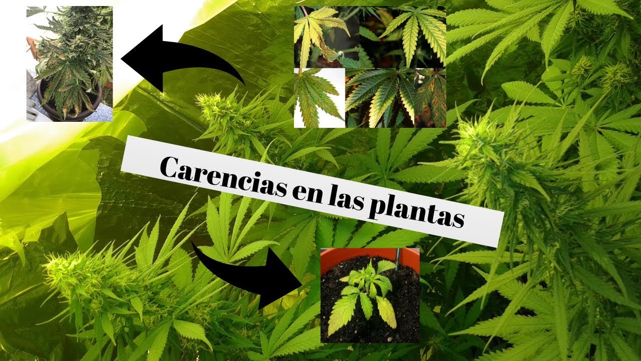 Carencias mas comunes de la Marihuana (Como solucionarlo)