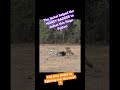 Watch a huge African Python vs Honey Badger vs Jackal in thia epic battle. #safari #wildlife #memes