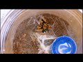 Chromatopelma Cyanopubescens feeding, 3/25/2021