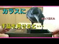 【カラスに手品を見せてみた】カラスに箱の中身が消えるマジックを見せてみた😏 20180…