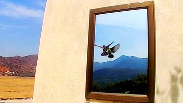 Bird Fighting with his Reflection in Mirror