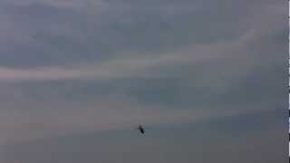 UVA Pegasus taking off from rooftop pad