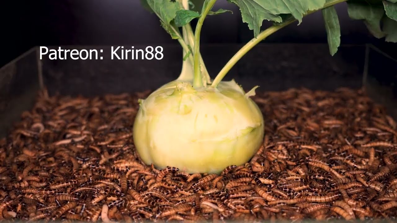 Kohlrabi VS 10000 Mealworms | Pay Close Attention to The Kohlrabi and You'll Find it Interesting