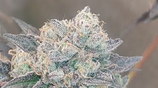 Humboldt Seed Company Feminized Seeds - Flowering Week 11