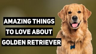 12 Amazing Things to Love About Golden Retrievers