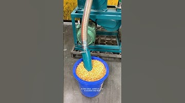 From Field to Flour: The Corn Revolution