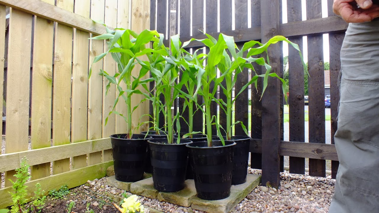 How To Grow Sweet Corn In Pots Part 3 Looking Good Youtube