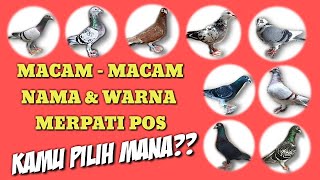Download lagu Macam macam Warna Merpati Pos