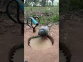 Survival Skills: SIMPLE idea and USEFUL with Rabbits #campping #outdoors #survivalskills #tiktok