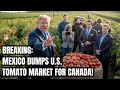 Mexico DUMPS the U.S. — $2.8B Tomato Empire Moves North to Canada! Trump's Tariffs Backfire Badly