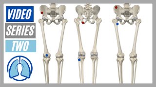 Lower Extremity Video Series Two: Action, Origin, Insertion, Innervation