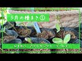 5月の種まき1／ひまわり、アフリカンマリーゴールド／札幌園芸日記