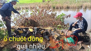 xiệt chuột mùa nước lũ vô mánh nữa rồi cả nhà ơi
