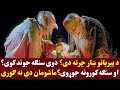 د پیریانو ښار چرته دی دوی سنګه جوند کوی او سنګه کورونه جوړوی ماشو مان دی نه ګوری  