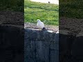 I met a white pigeon