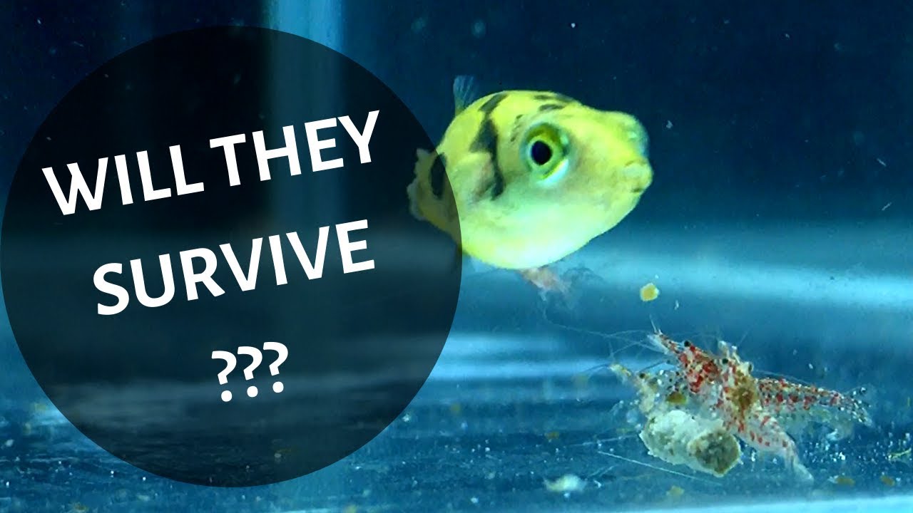 DO PUFFER FISH EAT SHRIMP ??? YouTube