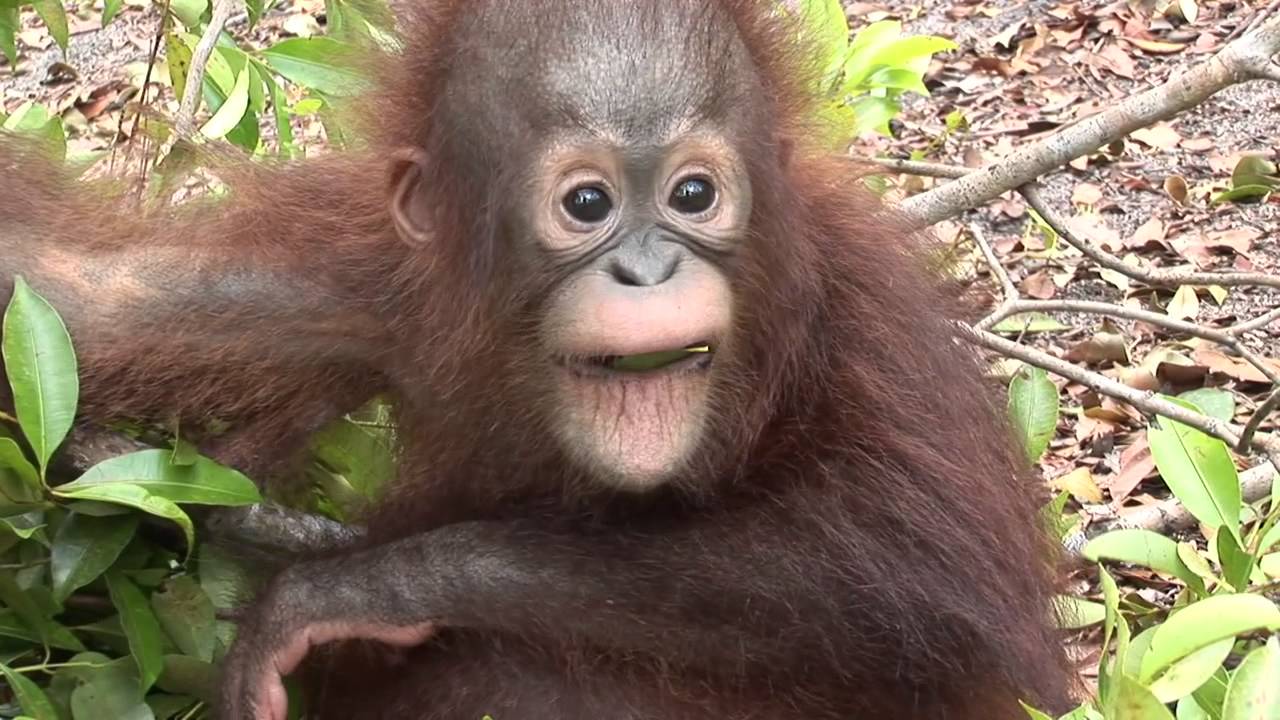 Baby_Orangutan_Eating_Leaf_Forest-YouTube-1 extinct animal footage