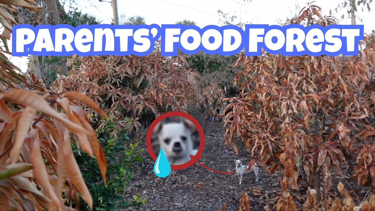 Морозы не пощадили и родной лес наших родителей, где росли продукты питания.