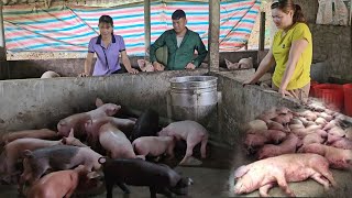 Avoid buying pigs infected with African cholera.  Buy piglets from a reputable place. ( Ep 261)