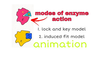 Mode of action of enzyme | lock and key model | induced fit model