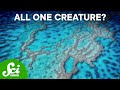 Superorganisms and Ecosystem Interactions