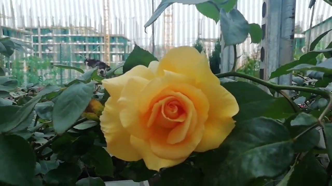 Դեղին վարդ - ատելություն թե սեր