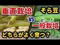 #13.【そら豆】垂直栽培VS一般的な育て方【家庭菜園】成長に違いは出た⁉