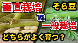 #13.【そら豆】垂直栽培VS一般的な育て方【家庭菜園】成長に違いは出た⁉