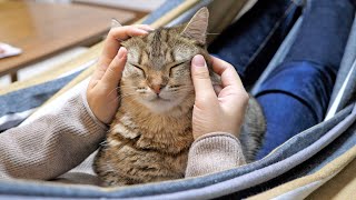おうちでハンモック猫カフェしてみた！