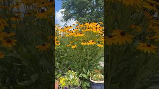 Tips on growing Black Eyed Susan’s #howto #garden #blackeyedsusan #gardening #gardeningtips #flowers