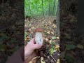 🍄🟫🍁🍂