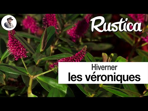 Hiverner la véronique