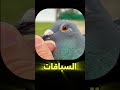 معلومات عن الحمام الزاجل و السباقات حمام زاجل الزاجل الحمام سباق الزاجل مصر زاجل طيور زغاليل 