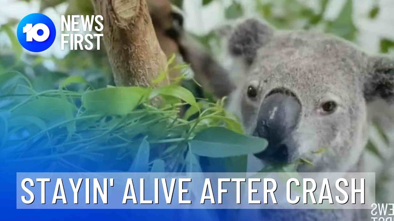 Koala On The Mend After Car Crash | 10 News First