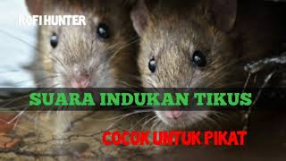 Suara indukan tikus spesialis untuk pikat BUKTIKAN..!!