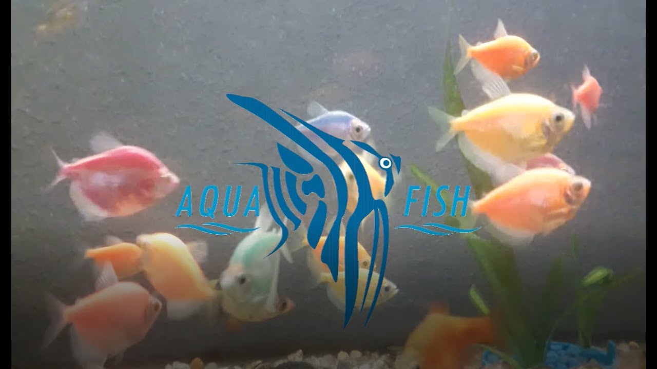 Reproducción de Peces Tetra o Monjitas