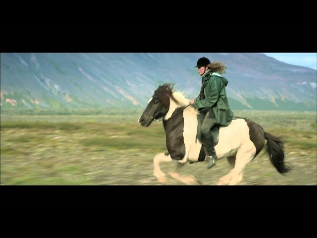 アイスランドを舞台に人と馬の暮らしを見つめたドラマ!映画『馬々と人間たち』予告編