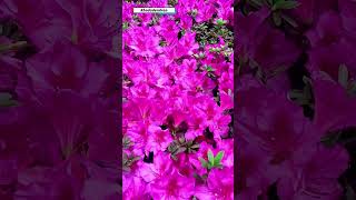 Beautiful Rhododendron Flower |