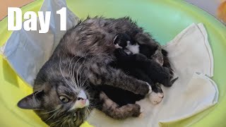 Cat mom // five kittens // kittens mice! by Cat House 435 views 10 months ago 6 minutes, 13 seconds