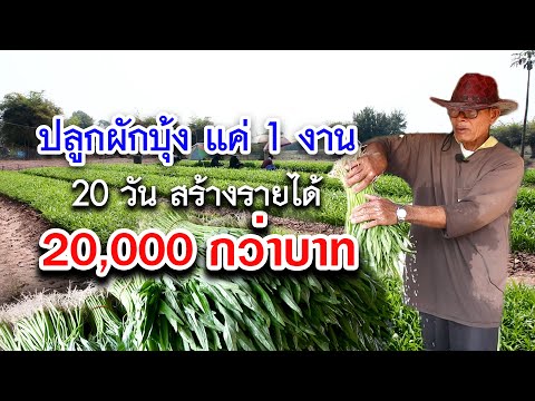 ปลูกผักบุ้งแค่1งาน อายุ20วัน สร้างรายได้20,000กว่าบาท