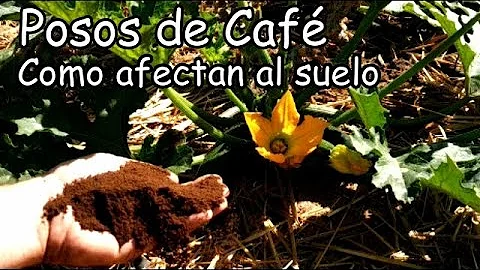 ¿Ayudan los posos de café a los suelos arcillosos?