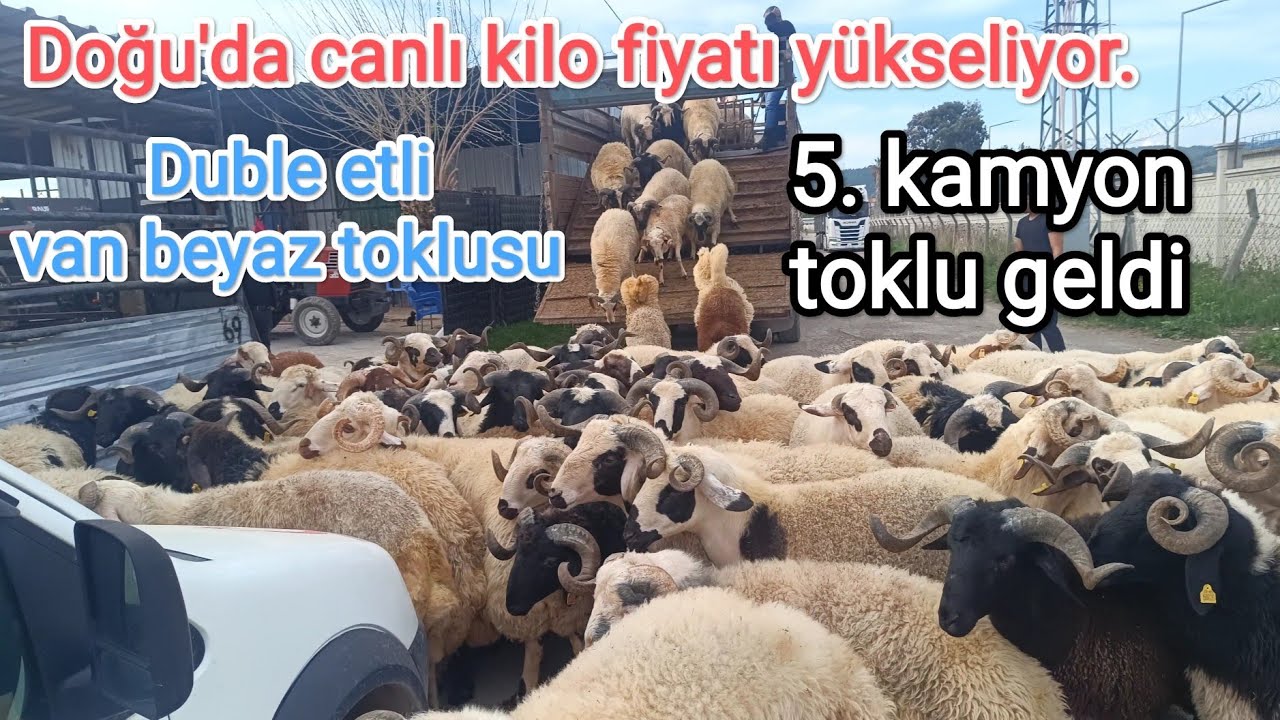 5. Kamyon yeni toklu geldi.. kilo fiyatı yükselmeye başladı.. kesimlik van beyaz toklu..