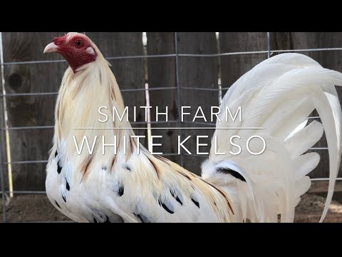 مزرعة سميث وايت جراي وايت كيلسو