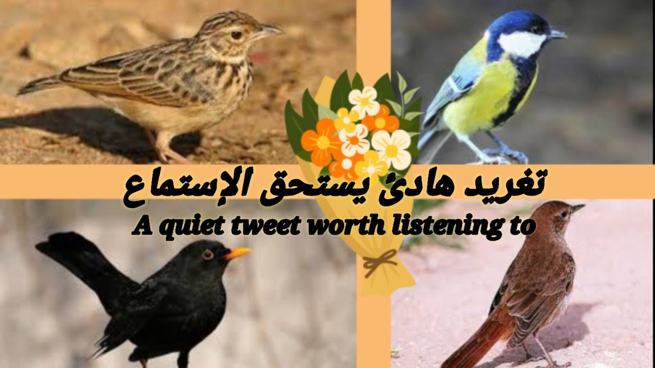 العندليب - أكبر طيور التغريد. لترويض الطيور               Biggest Twitter bird.  to tame birds