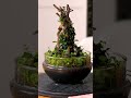 Maintenance/ glass dome scape #glassdome #terrarium #maintenance #asmr #relaxing #calming #plantart