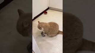 Funny Cats