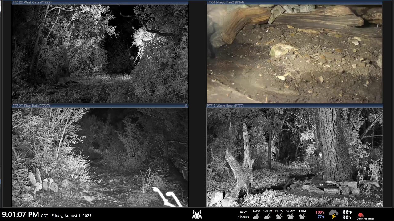 Texas Wildlife in an Austin Backyard