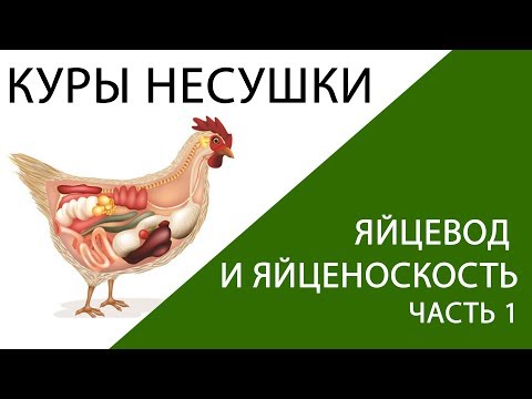 КУРЫ НЕСУШКИ: яйцевод у курицы как развивается и что влияет на яйценоскость. (часть 1)