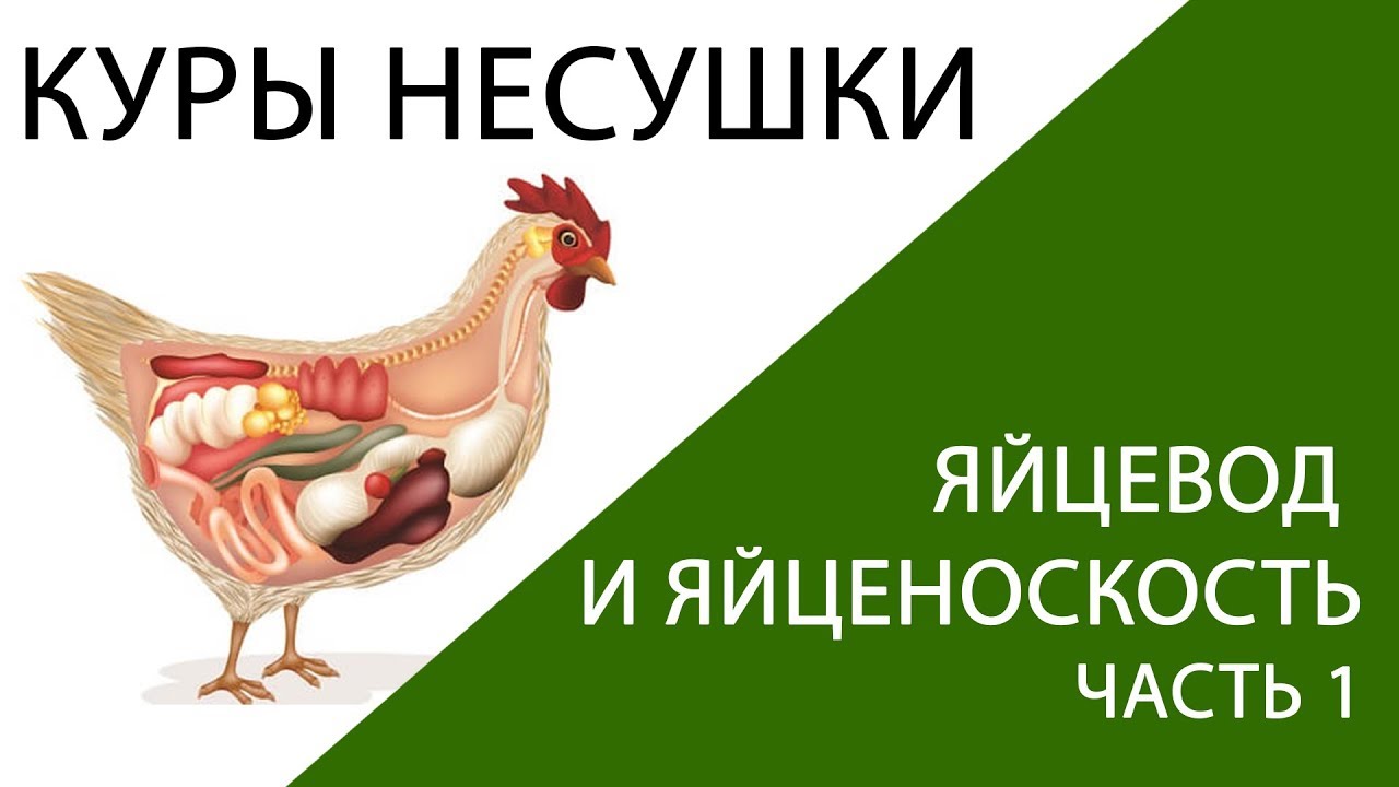 КУРЫ НЕСУШКИ: яйцевод у курицы - как развивается и что влияет на яйценоскость. (часть 1)