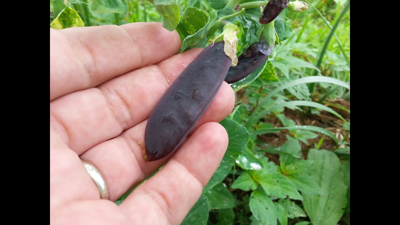 RARE!!! Purple Colored Sweet Peas / Using Sunflowers For Shade And A